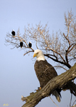 Bald Eagles