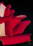 Red 5994