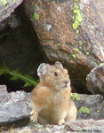 Pika 1