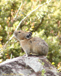 Pika 3